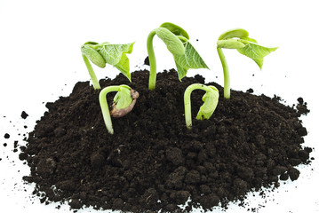 Bean seeds germinating shot