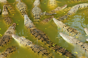 Crocodiles