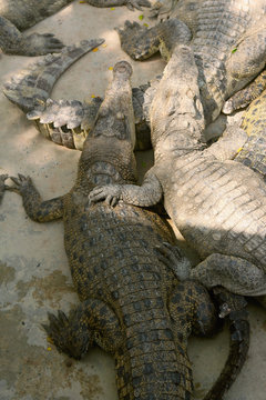 Crocodiles