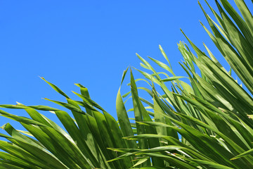 palmes vertes sur fond de ciel bleu