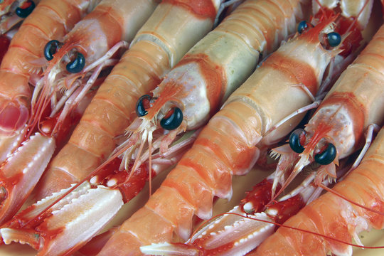 cigalas