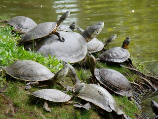 Obraz premium Tartarugas