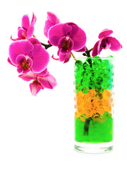 orchid in glass with hydrogel