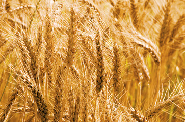 Fototapeta premium Wheat field