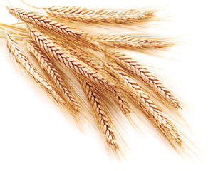 Wheat ears on a white background