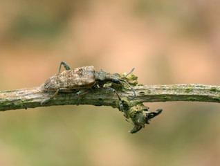 Schrotbock