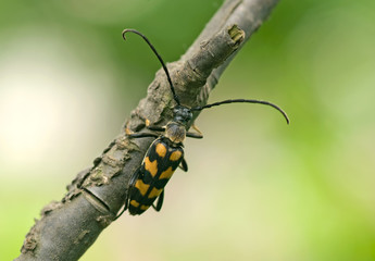 Vierbindiger Schmalbock