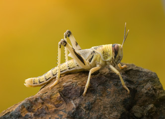 Heuschrecke