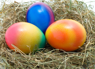colored Easter eggs in the nest isolated