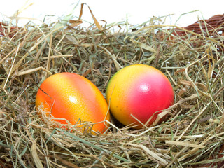 colored Easter eggs in the nest isolated