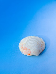 sea shell