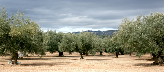 Olivenbaum 21