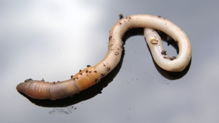 Worm