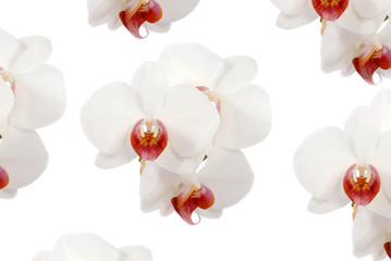 Papier Fleuri Orchidée blanche sur fond blanc