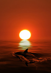Dolphin in the ocean