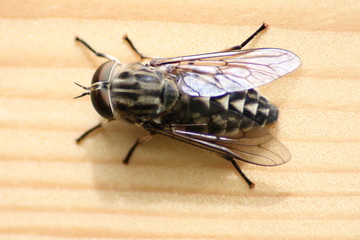 Pferdebremse2
