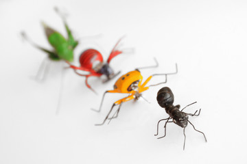 Insektensammlung
