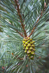 Fototapeta premium Pine cone