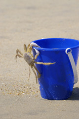 The crab on a bucket