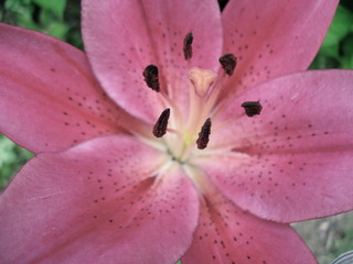 pink lily