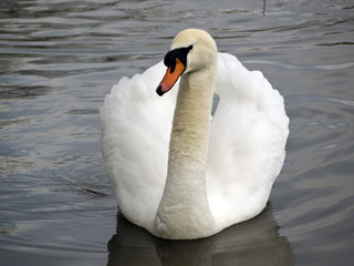 Obraz premium Swan on lake