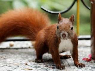 Eichhörnchen