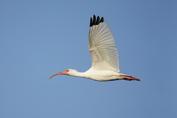 Obraz premium White Ibis (Eudocimus albus)