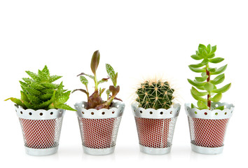 succulents and cactus