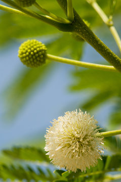 Yellow Mimosoideae