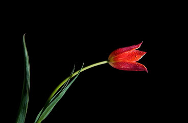 red tulip