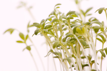 close up of a watercress are in white background