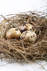 Naklejka na ściany i meble motley eggs at nest