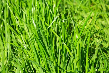 Blades of grees grass