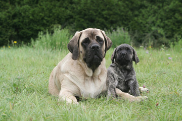 Chiot Mastiff et sa mère couchés l'un contre l'autre