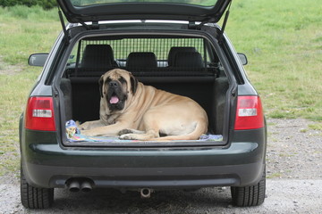 Massif mastiff prenant toute la place du coffre