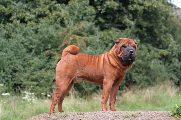 Le Shar pei fauve de profil à la campagne