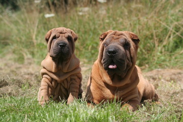 petite famille de Shar pei de face dans l'herbe