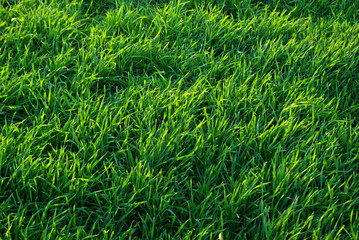 green lawn