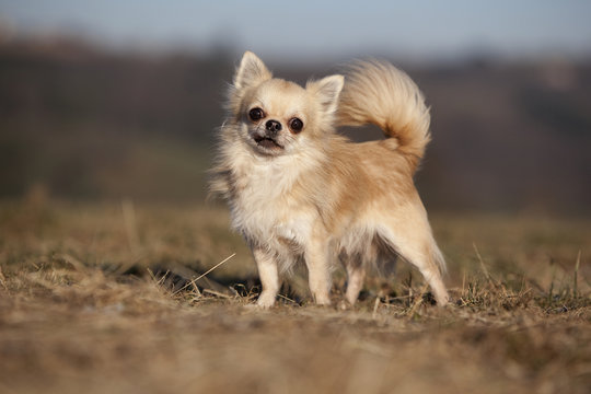 chihuahua &agrave; poil long de profil,trois quart,jolie lumi&egrave;re