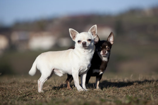 deux chihuahuas ensemble de profil,serr&eacute;s l'un contre l'autre