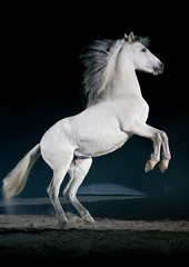 Fototapeta na wymiar Hodowli koni