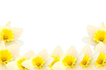Printed roller blinds Narcissus daffodil border