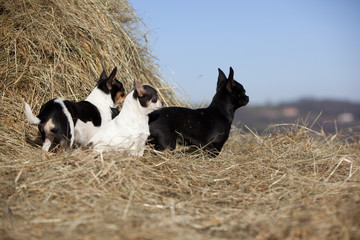trois chihuahuas  regardant dans la même direction