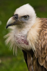 Griffon vulture