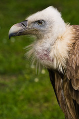 Griffon vulture
