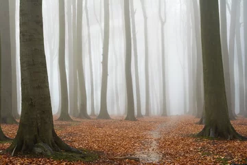  Misty autumn beech forest © MikLav