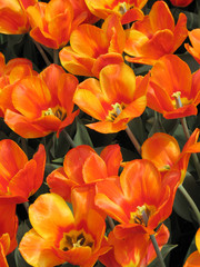 Fototapeta premium Tulips
