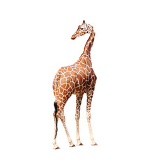 Obraz premium giraffe