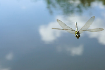 Libelle Mosaikjungfer fliegt über blauen See