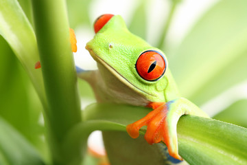frog in a plant - red-eyed tree frog